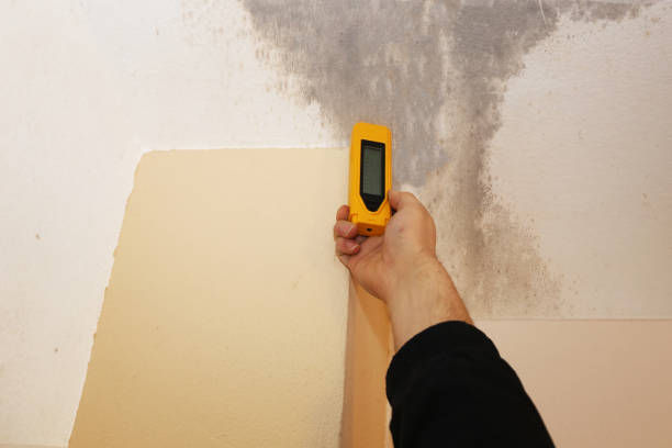 Best Crawl Space Mold Remediation  in Dauphin Island, AL