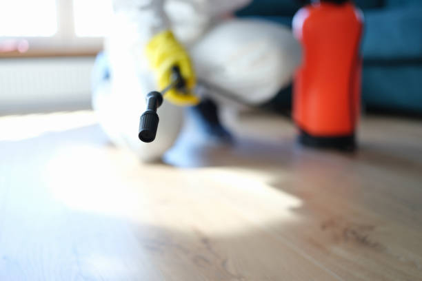 Best Black Mold Removal  in Dauphin Island, AL