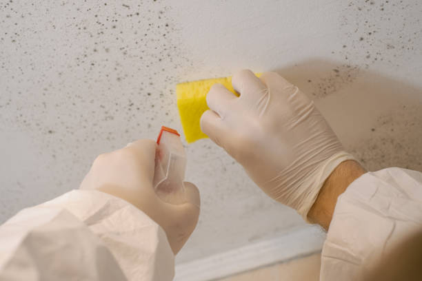 Best Dehumidification Services  in Dauphin Island, AL